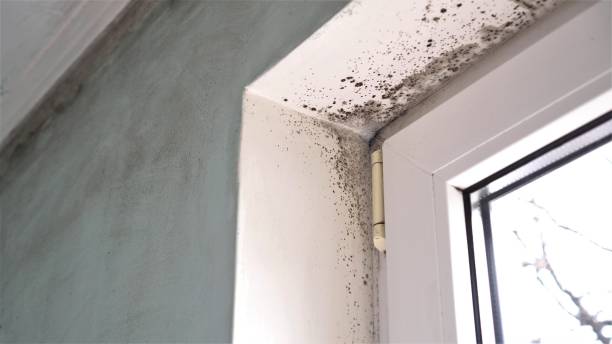 Attic Mold Removal in Oronoque, CT