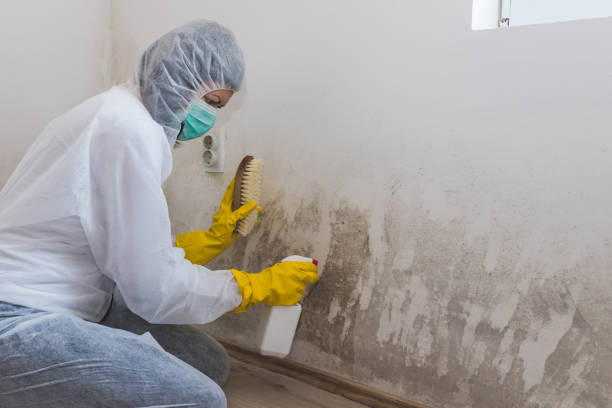 Best Mold Remediation  in Oronoque, CT