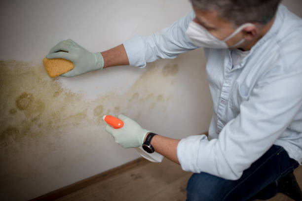 Best Mold Testing  in Oronoque, CT