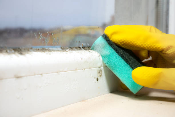 Best Professional Mold Removal  in Oronoque, CT