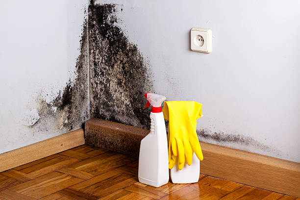 Best Mold Testing  in Oronoque, CT