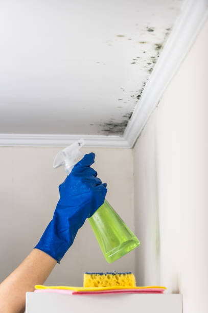 Best Water Damage Restoration  in Oronoque, CT